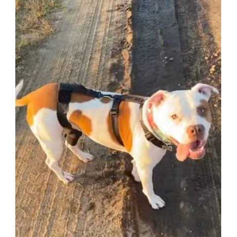Dog & Cat Knee Brace J596