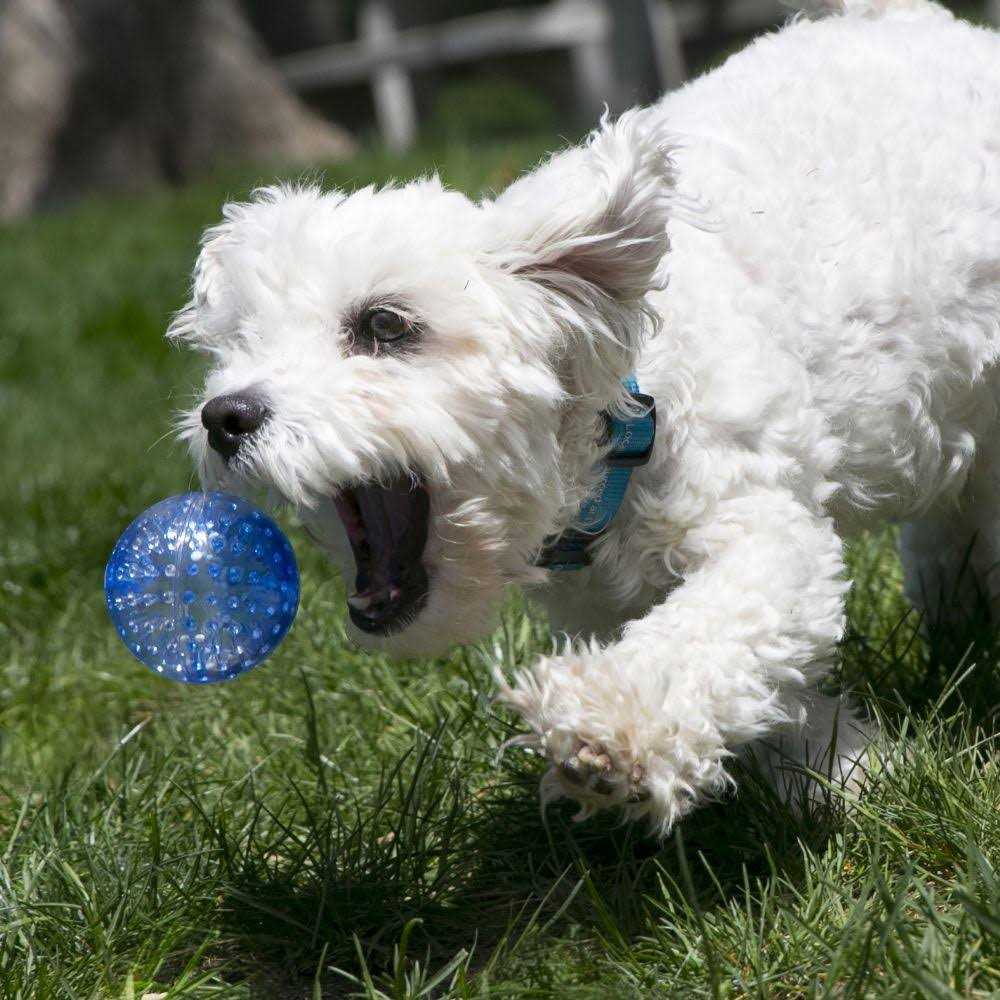 Assorted Dog Toy Z141