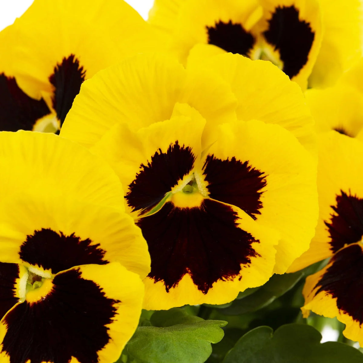 2.5QT Multicolor Pansy Live Plant Grower Pot (3 Pack) V15737