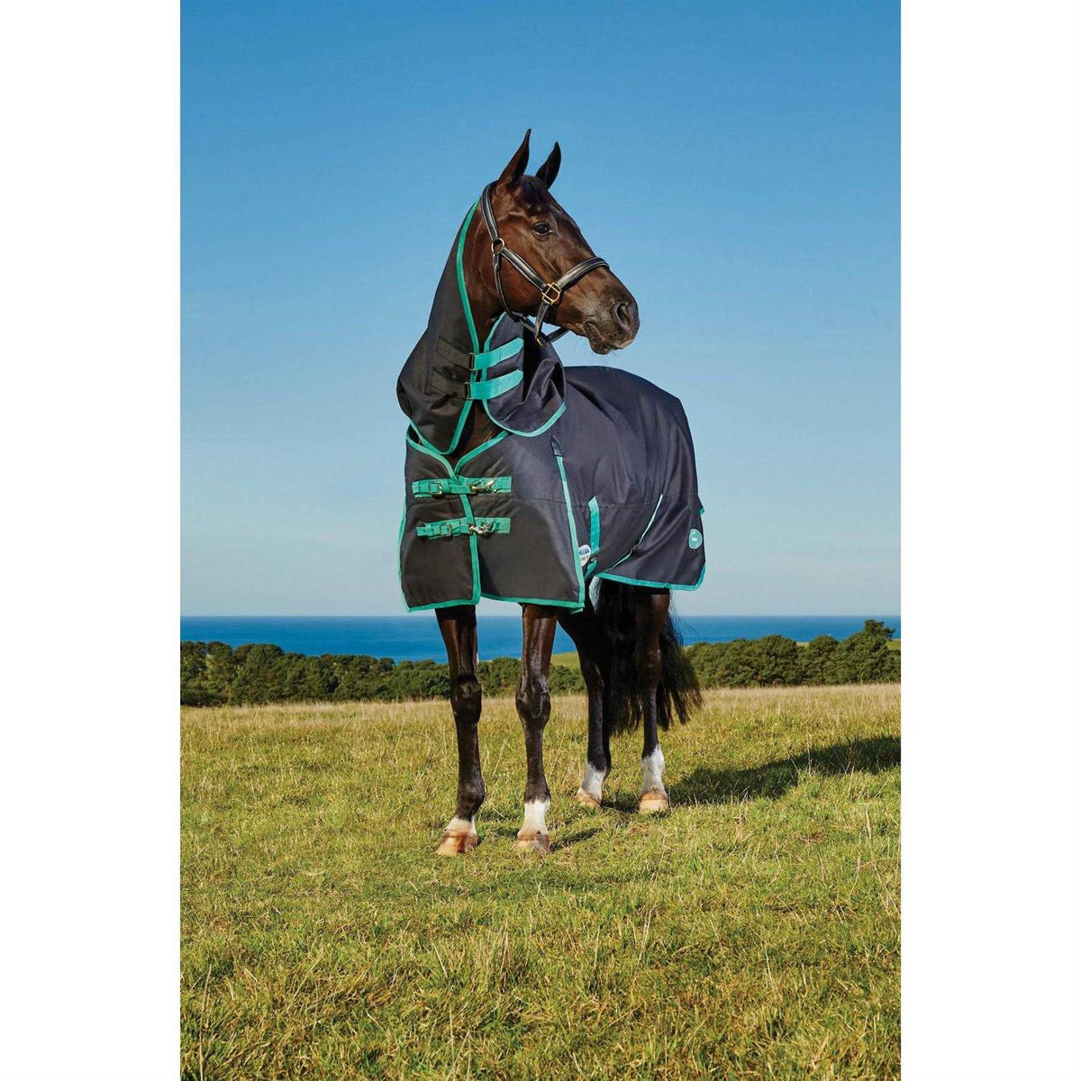 Dog Rear Leg Hock Joint Wrap Brace V663