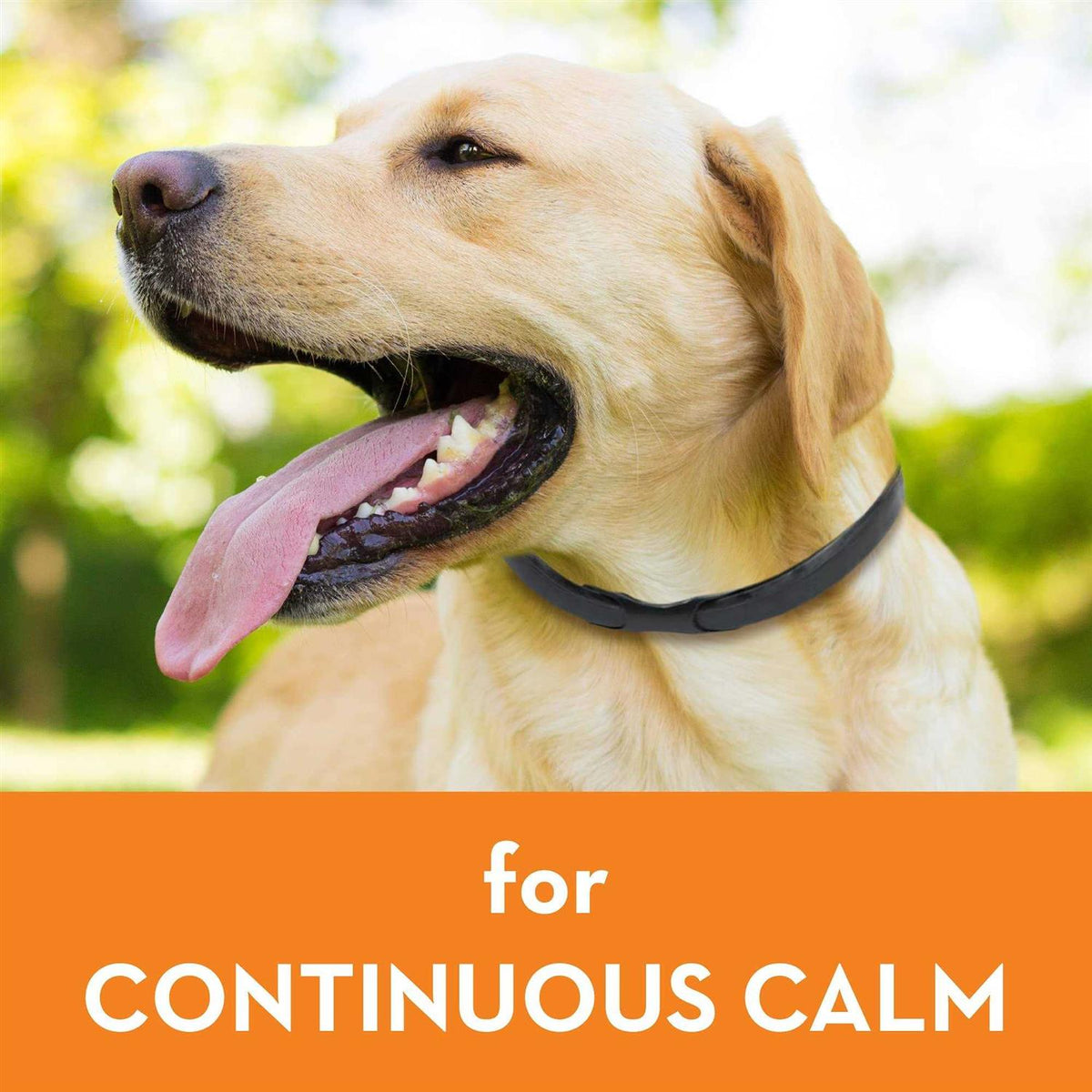 Calming Dog Collar L238208