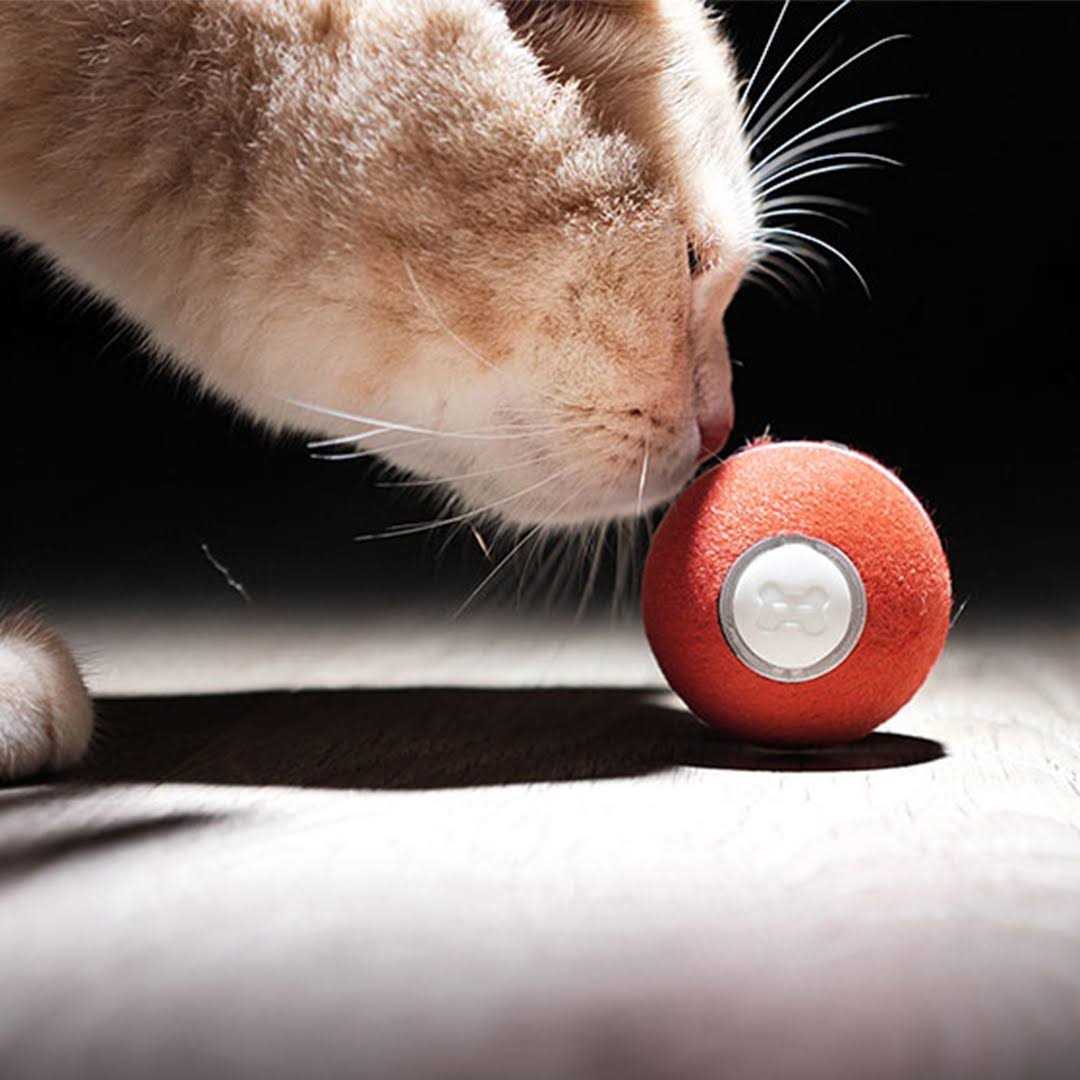 Interactive Cat Toy 1.7 Inch K321630
