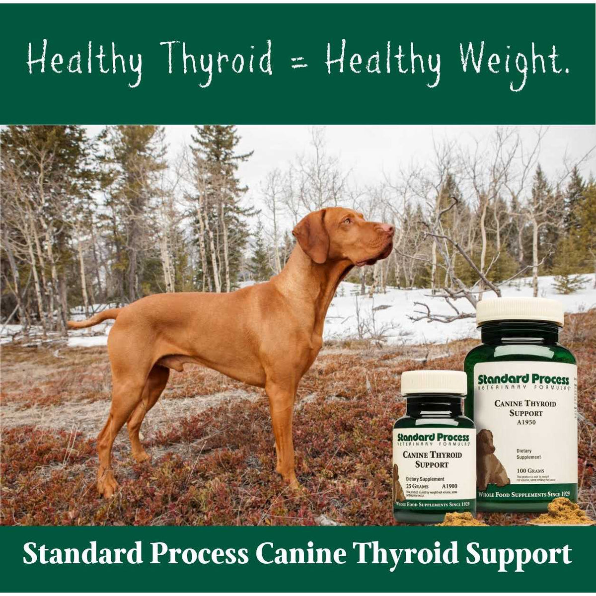 Thyroid Support P47981