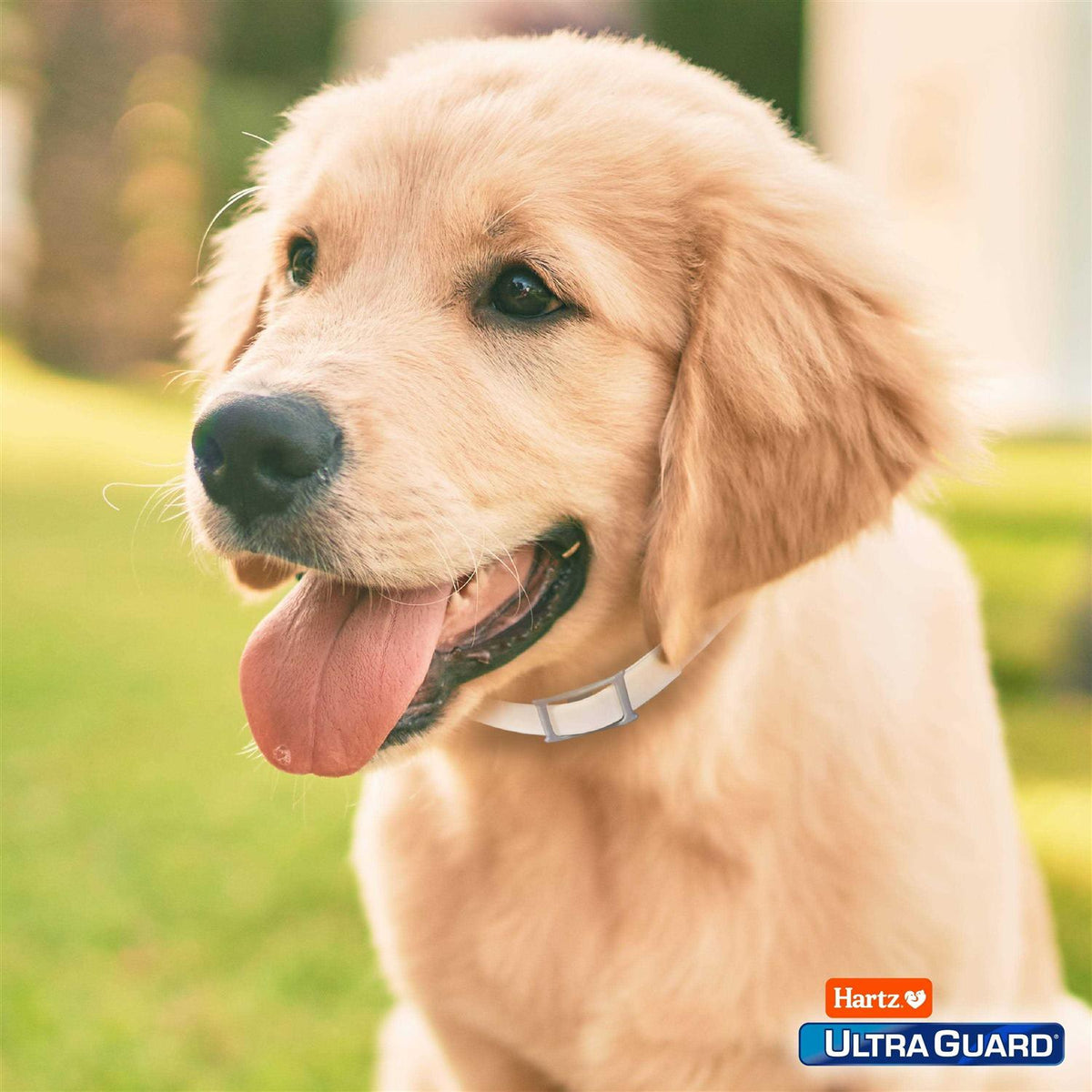 Flea & Tick Collar for Dogs Q356