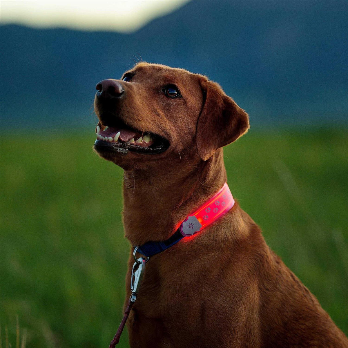 LED Collar Cover N6225