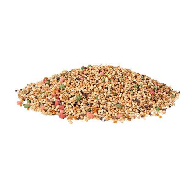 Daily Blend Parakeet V64395