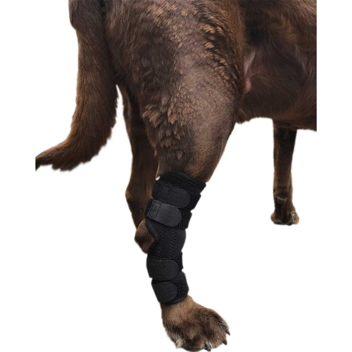 Dog Rear Leg Hock Joint Wrap Brace V663