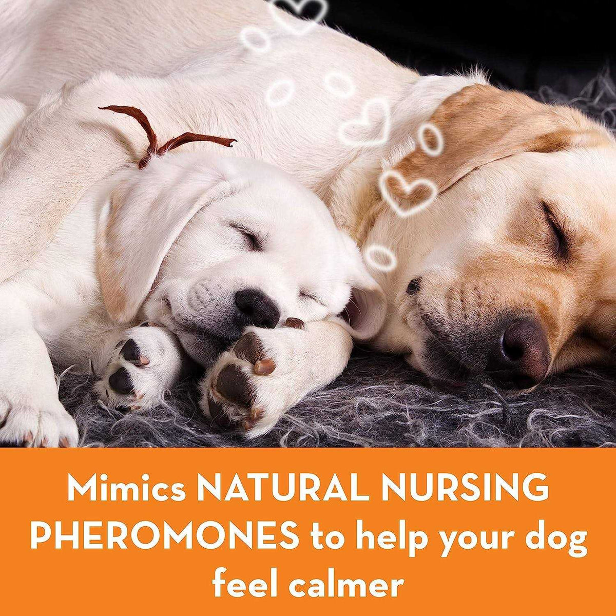 Calming Dog Collar L238208