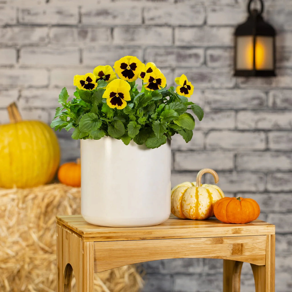 2.5QT Multicolor Pansy Live Plant Grower Pot (3 Pack) V15737