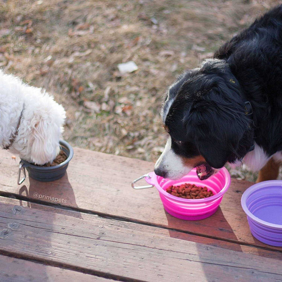 Collapsible Silicone Water Travel Bowl with Clip Dog and Cat S7219