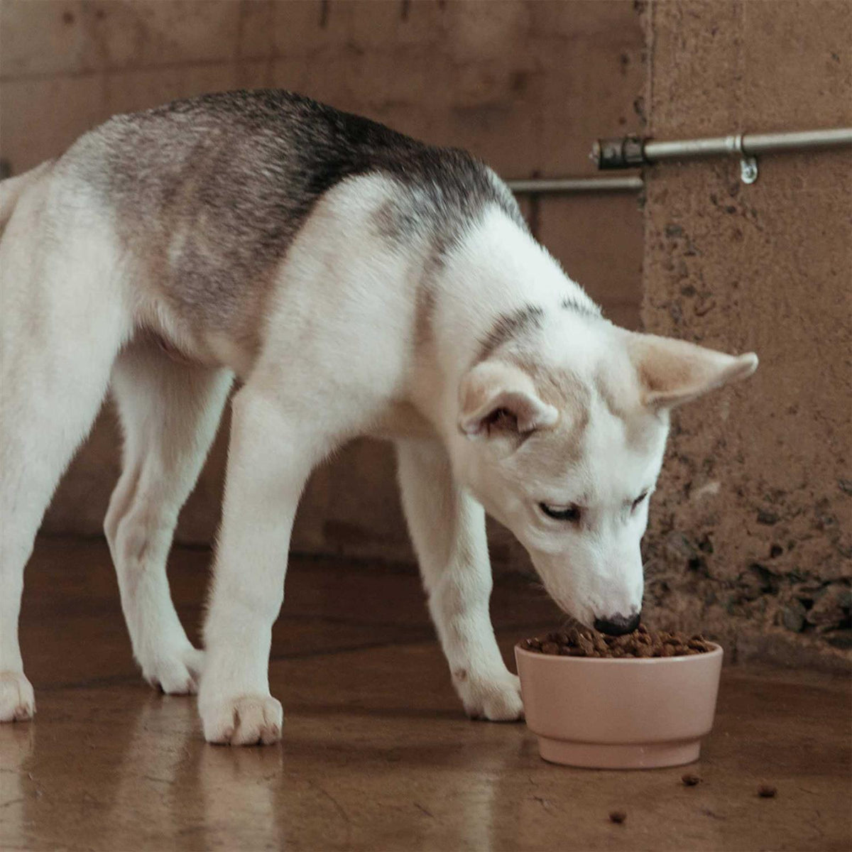 Grain Free Dog Food U94624