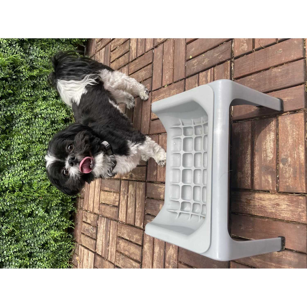 Elevated Dog & Cat Slow Feeder B5890