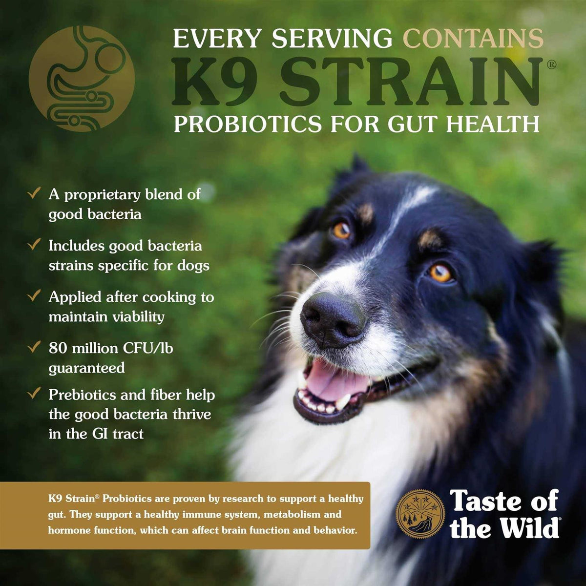 Dog Food K3248