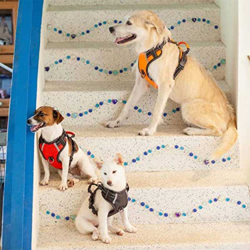 Adjustable Reflective Oxford Dog Harness with 5ft Dog Leash Y522200