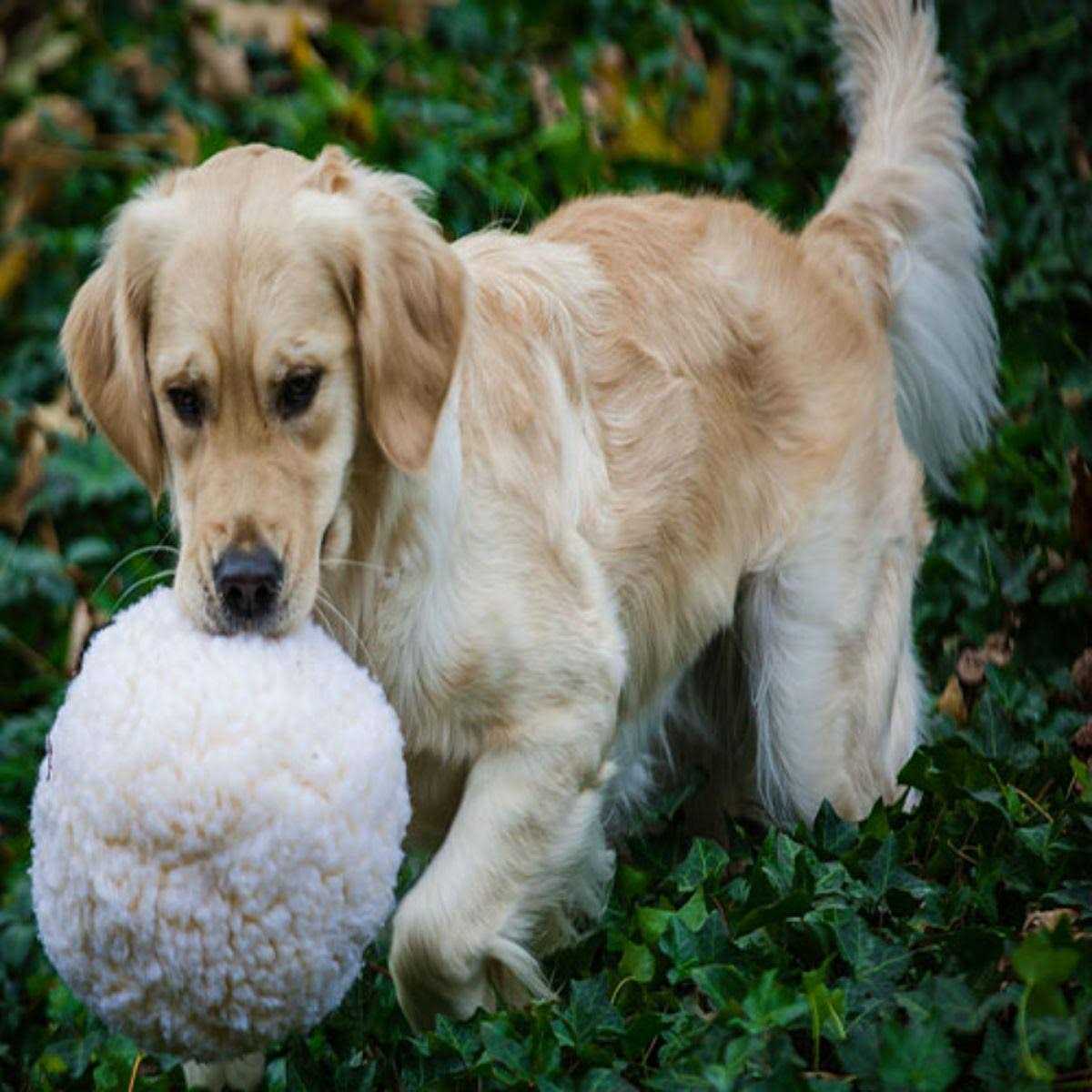 Fleece Ball Dog Toy Q304