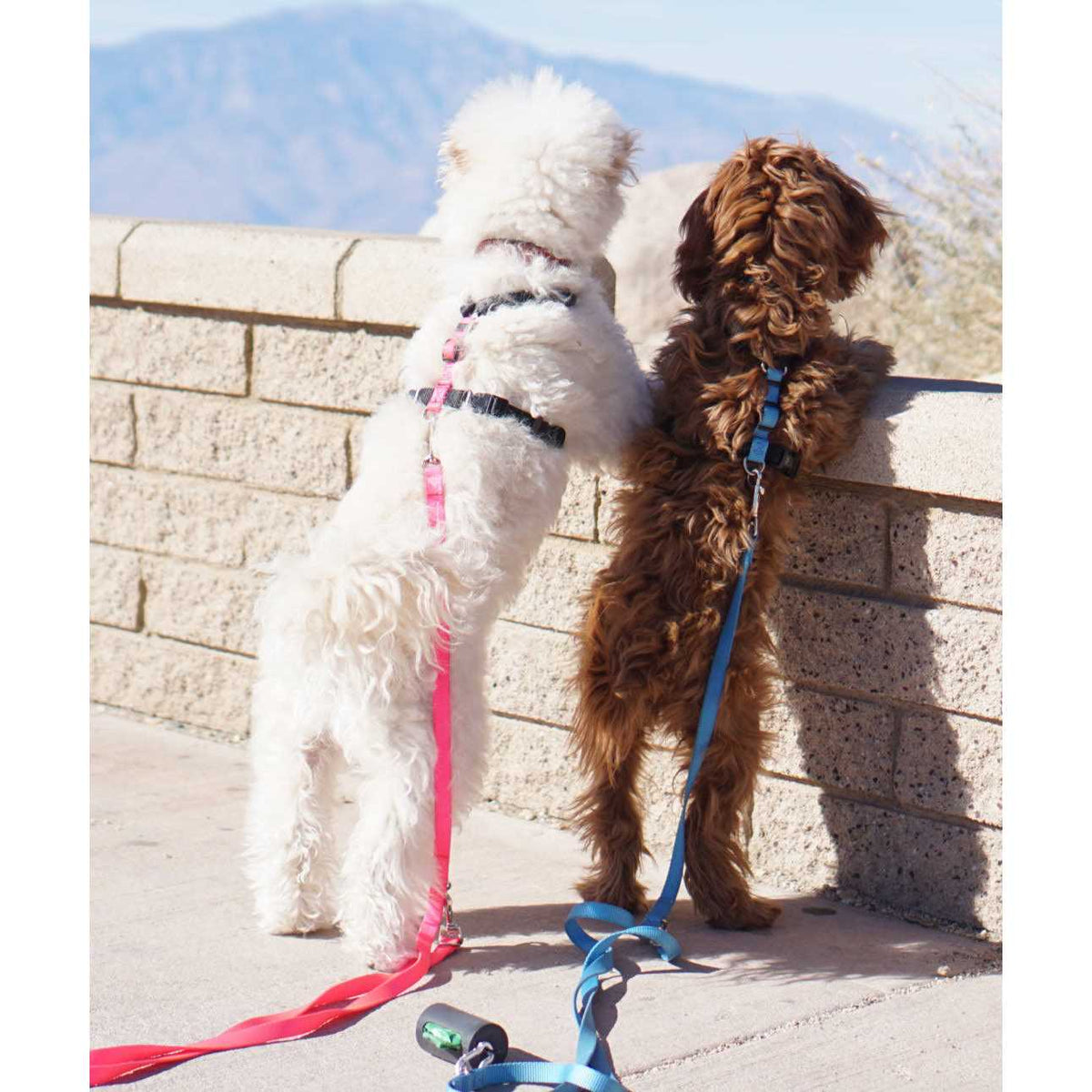 Buckle-Neck No-Pull Dog Harness G4352