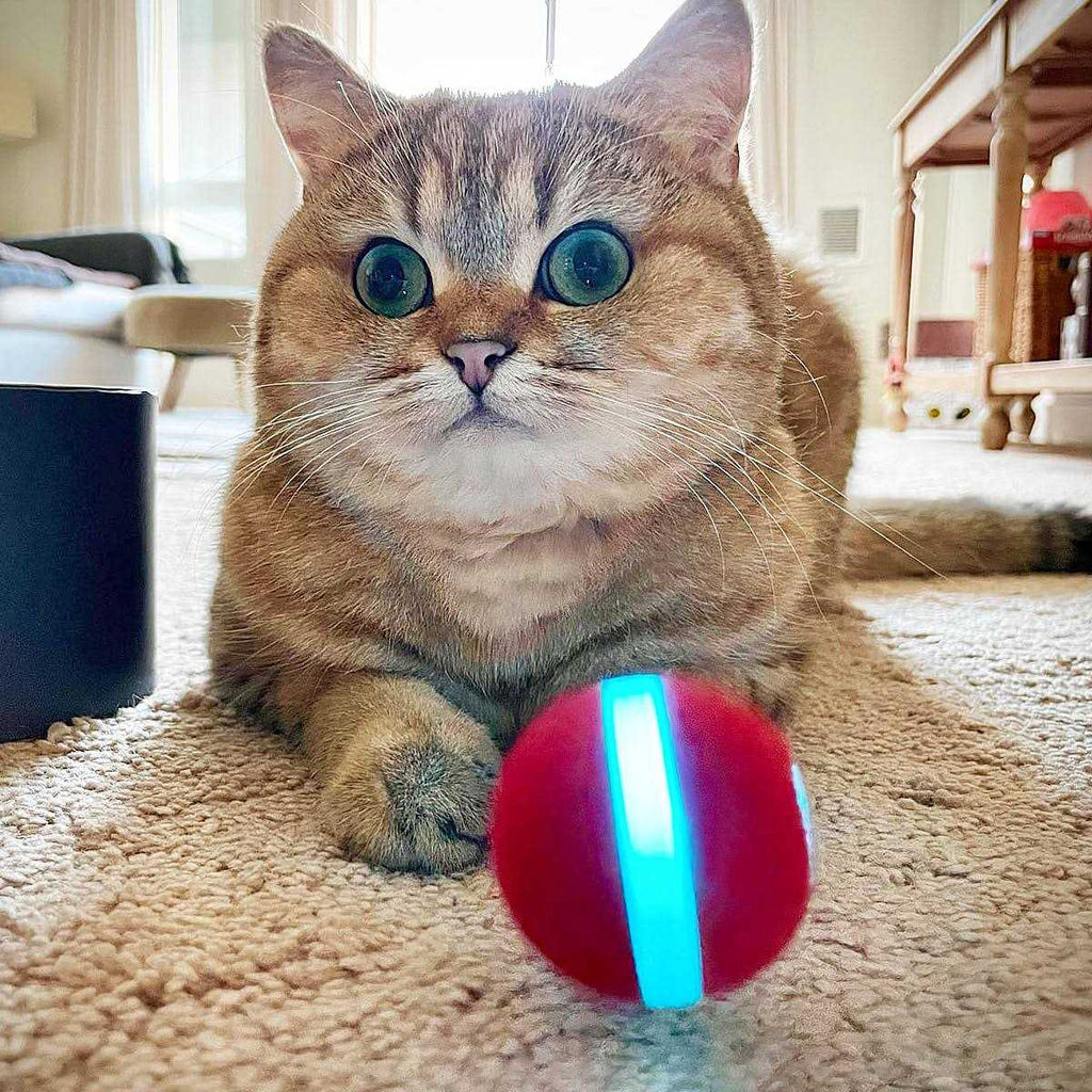 Interactive Cat Toy 1.7 Inch K321630