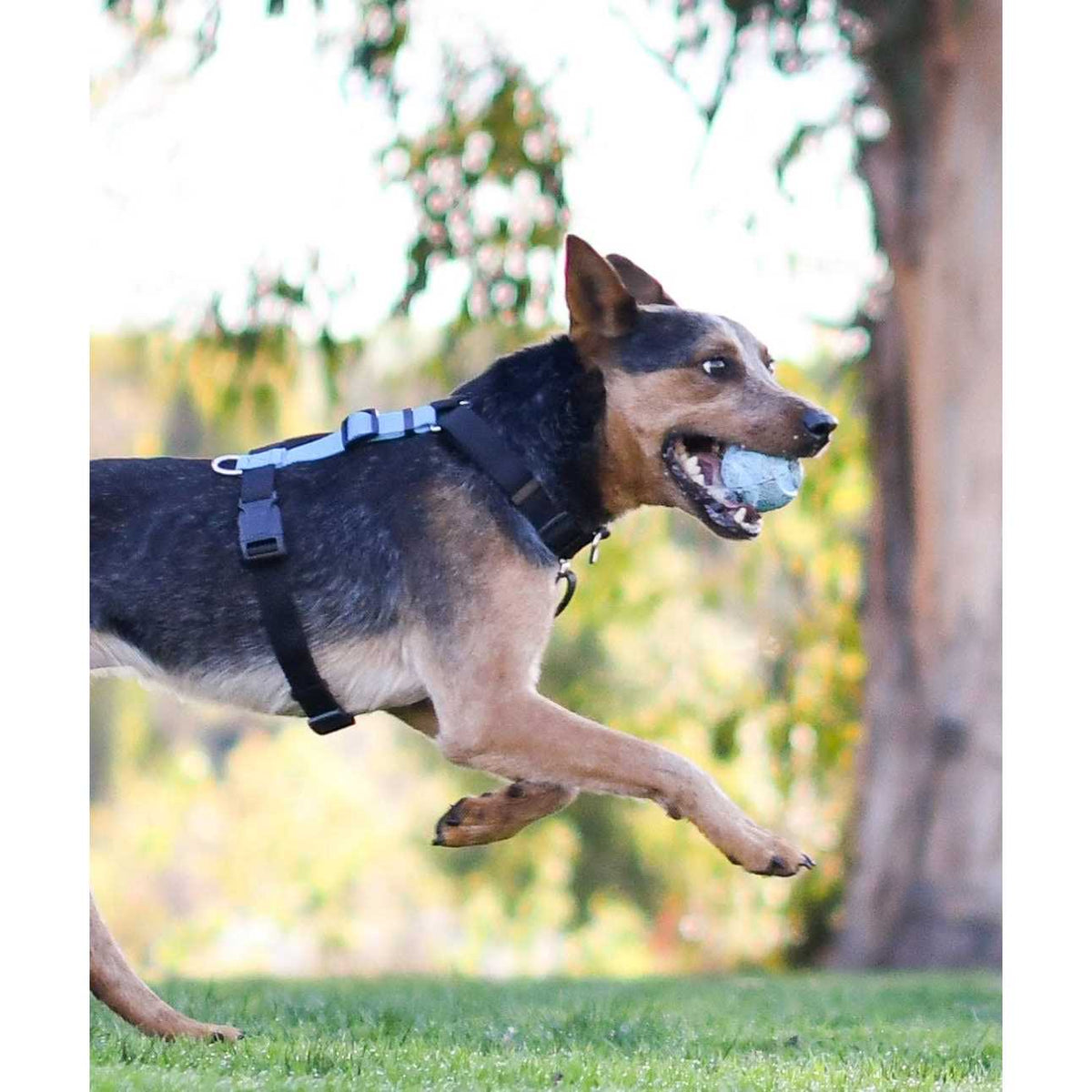 Buckle-Neck No-Pull Dog Harness G4352