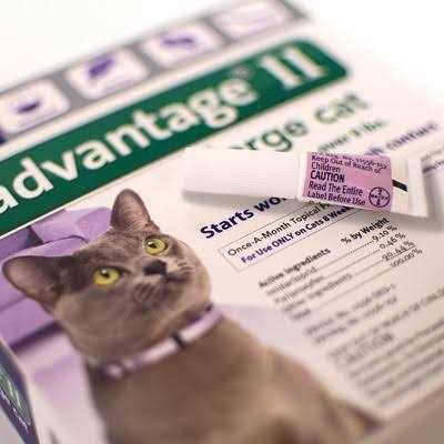 Flea Treatment Cats L918738