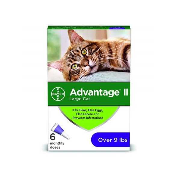 Large Cats Over 9 lbs R563881