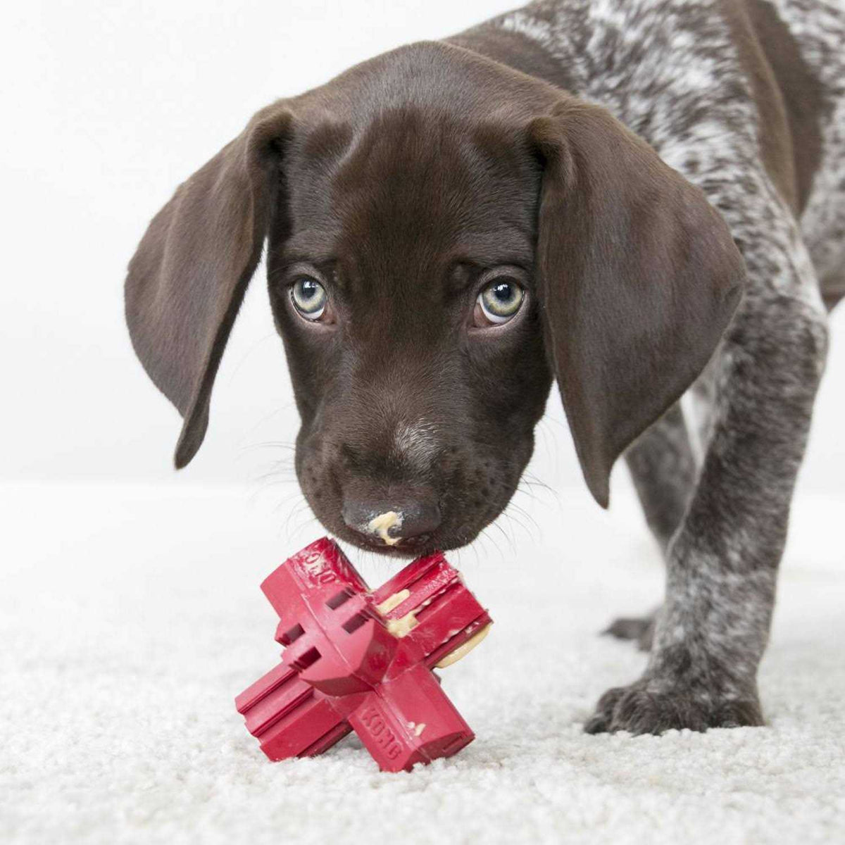 Dog Toy A24653