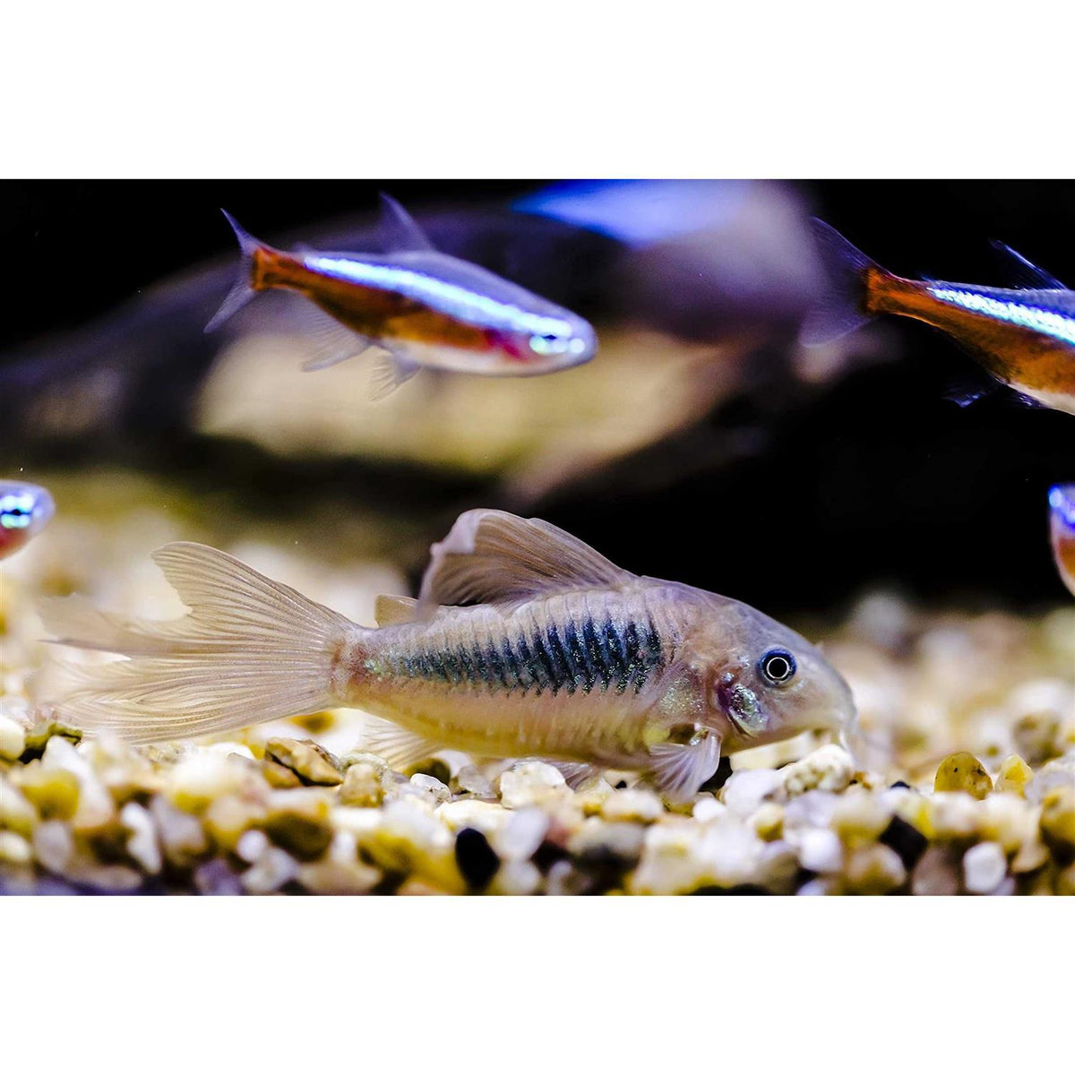 Freshwater Snail Food Mix with Calcium W373374
